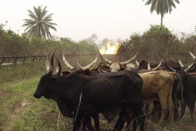 Cattle market raid kills dozens.