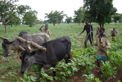 Cotton farmers in Burkina Faso (file photo).
