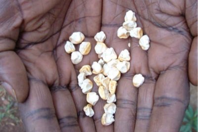A farmer shows his maize seeds (file photo).