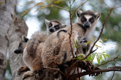 La faim oblige des familles désespérées à briser d'anciens tabous et à manger des lémuriens ainsi que d'autres viandes de brousse, poussant certaines des espèces phares de Madagascar au bord de l'extinction.