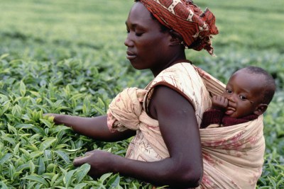 Tea pickers in Kenya (file photo).