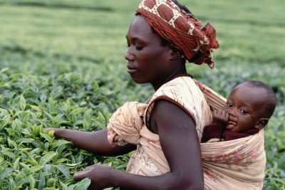 Kenya: Tea picker in Murang'a.