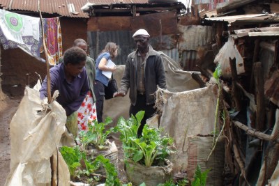 Urban gardening with spinach and kale in Kibera, one of Nairobi's largest slums.