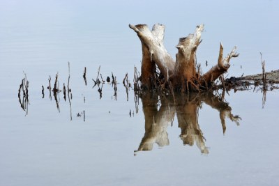 The reflection of a tree in the wetlands of Tasitolu lake.