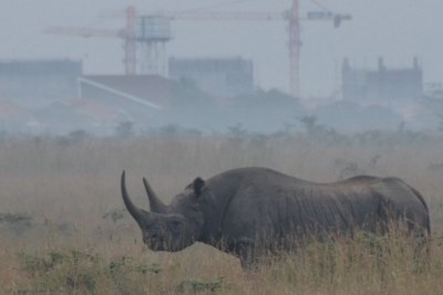A black rhinoceros (file photo).