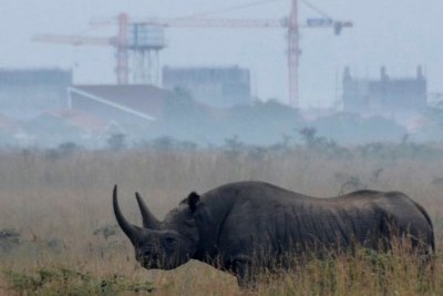 The Kruger National Park has lost 362rhinos to poaching. Limpopo, KwaZulu-Natal and the North West provinces continue to be a target for poachers, collectively accounting for the loss of 186 rhinos.