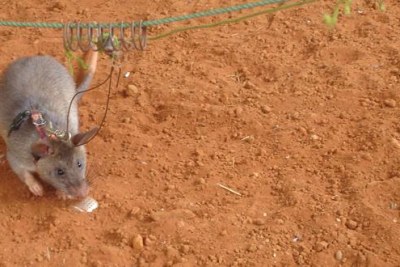 Tanzania Giant Rats Sniff Out Land Mines And TB