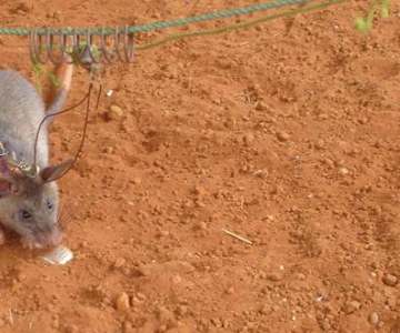Tanzania Giant Rats Sniff Out Land Mines And TB