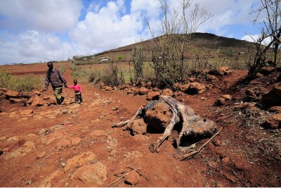 A livestock carcass in Marsabit, in Northern Kenya, which has suffered prolonged drought.