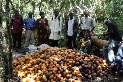 (Photo archive) - Des cultivateurs de cacao en Côte d'Ivoire