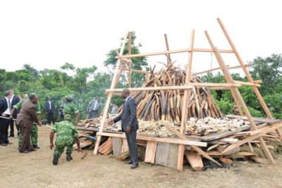 Ali Bongo Ondimba brûle près de 5 tonnes divoire de contrebande
