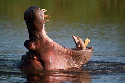A yawning hippo.