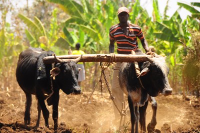 Farming the land with the help of cattle in Kenya.