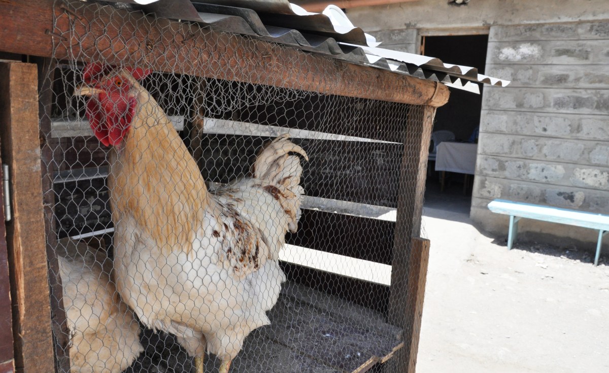 Kenya: Form 1 Pupil Who Reported to School With a Cockerel for Lack of Fees Finally Admitted