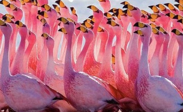 Van tuberculose galop Tanzania Expects Flamingo Breeding Boom Despite Mining Plan - allAfrica.com