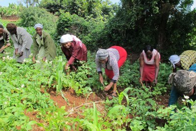 Communal agriculture in Kenya.