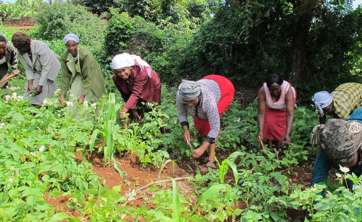 Kenyan Women Unite Communities by Farming