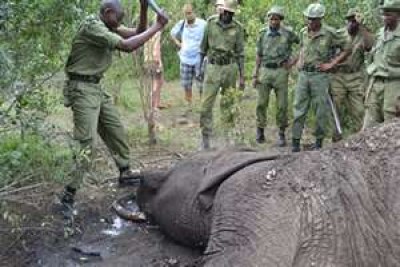 Kenya Wildlife Service attend to a poached elephant (file photo).