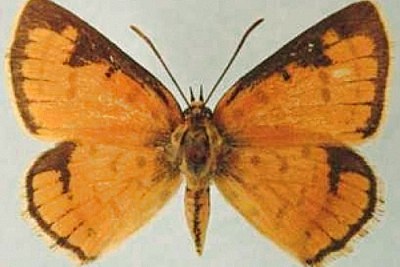 A South African butterfly thought to have become extinct 30 years ago has reportedly been rediscovered in Limpopo.
