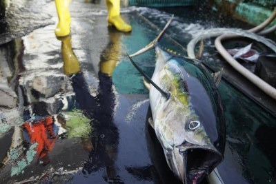 A yellowfin tuna lies on deck of a japanese fishing vessel.