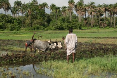 Des producteurs de la région de Bafata préparent leurs terres avant de planter le riz . La Journée mondiale des zones humides (JMZH), commémore la signature de la convention sur les zones humides, le 2 février 1971, dans la ville iranienne de Ramsar.