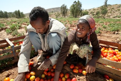 Ethiopian farmers.