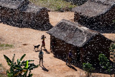Les criquets infestent aujourd'hui la moitié du territoire malgache, et potentiellement les deux tiers du pays d'ici septembre 2013.