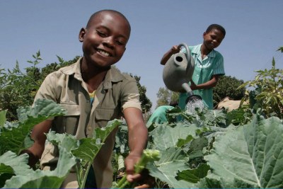 Des enfants du Zimbabwe entretiennent le jardin de leur école.
