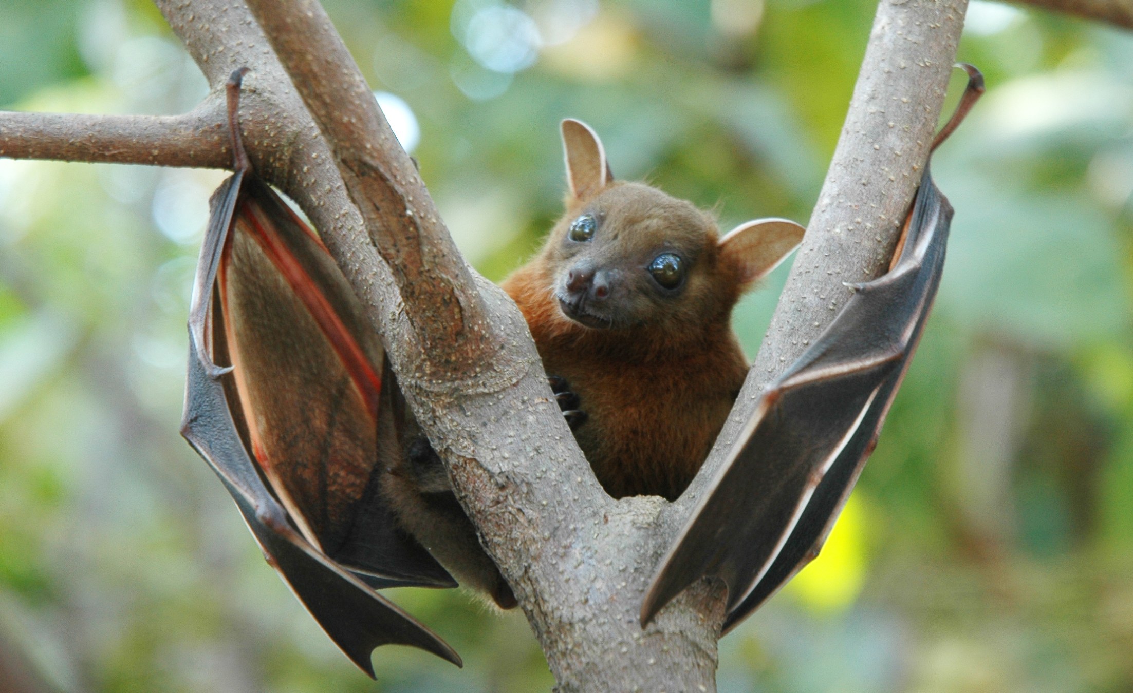 Africa: Fruit Bats - the Winged 'Conservationists' Reforesting Parts of ...