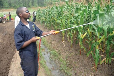 Agribusiness is integral to Rwanda's Economy