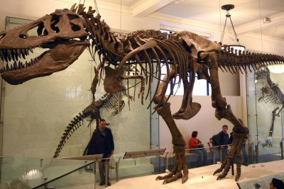 Tyrannosaurus rex fossil: The Highland Giant is believed to have weighed 14 tons, making it 50% heavier than T-rex (file photo).