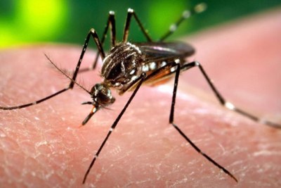 Aedes aegypti, one of the transmitters of the Zika virus.