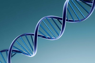 DNA, or deoxyribonucleic acid, is the hereditary material in humans and almost all other organisms.
