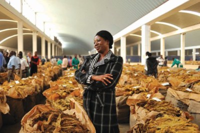 Tobacco auction floors in Zimbabwe.