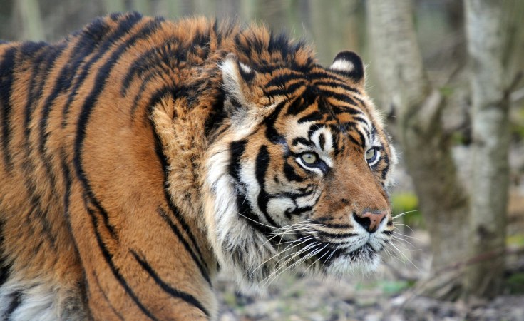 South Africa: Claws Out for Tiger Attack Survivor as Legal Action Looms - South  African News Briefs - January 18, 2023 