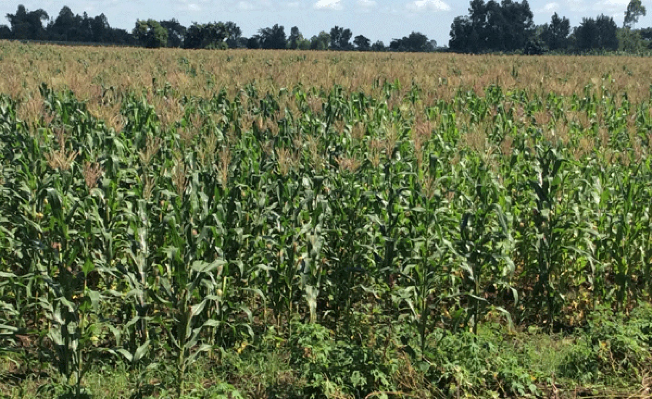 Uganda Shortage of DroughtResistant Maize Seed As Farmers Despair