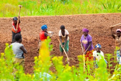 (Photo d'archives) - En Afrique, le plus souvent les femmes travaillent sur des terres dont elles ne sont pas propriétaires.