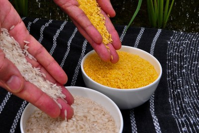 The far bowl on the right contains Golden Rice, an example of biofortification using genetic engineering. The golden color of the grains comes from the increased amounts of beta-carotene.
