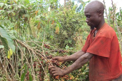 A farmer picks coffee berries (file photo).
