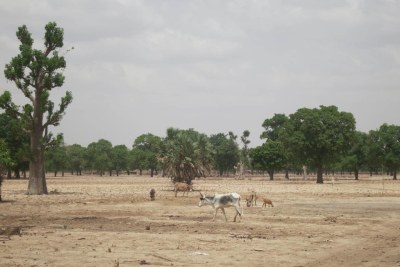 Farmers Prepare for a Climate-Insecure Future in Mali