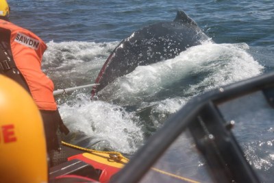 Volunteers disentangle the whale caught in a fishing rope.