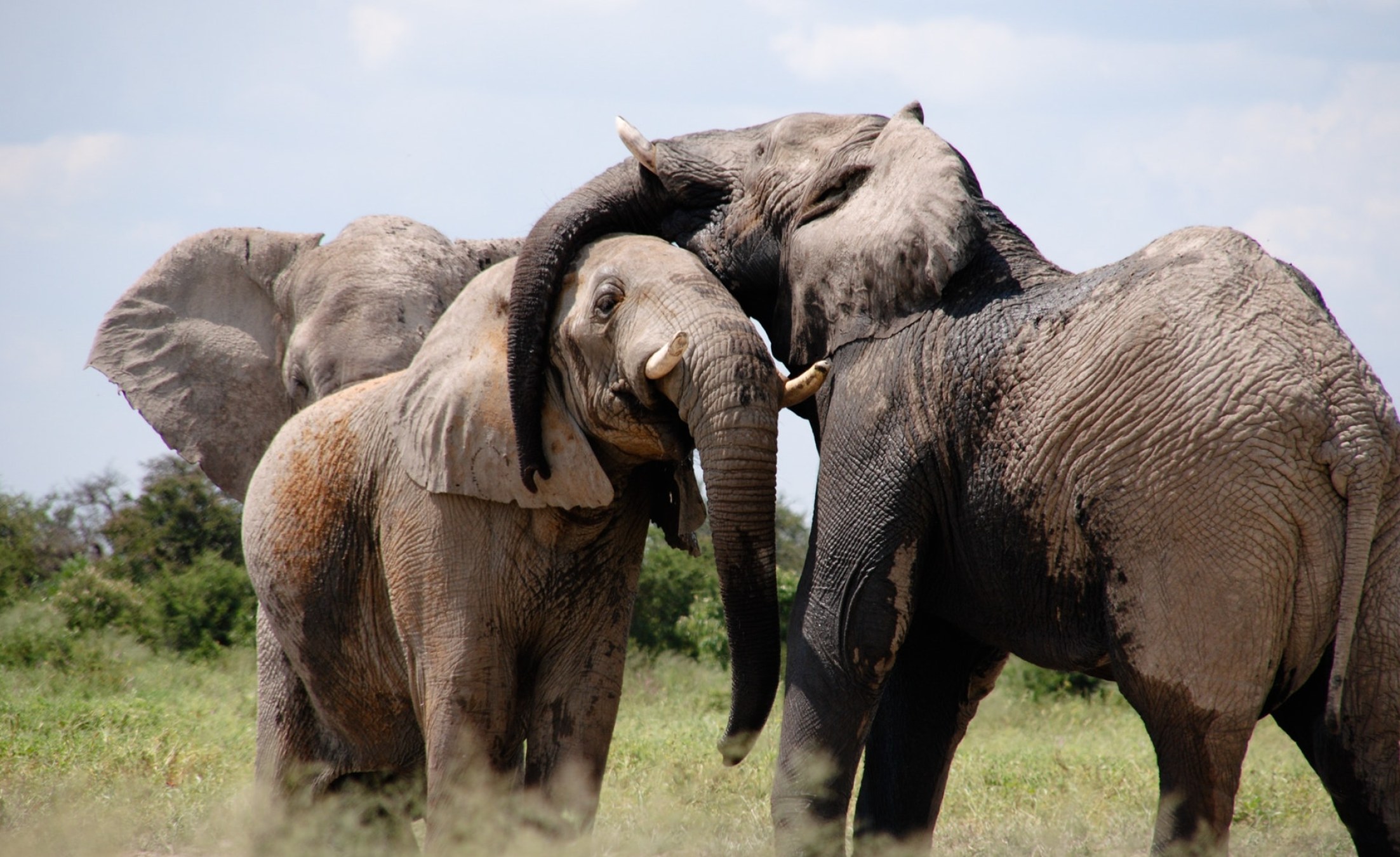 Africa How African Elephants' Amazing Sense of Smell Could Save Lives