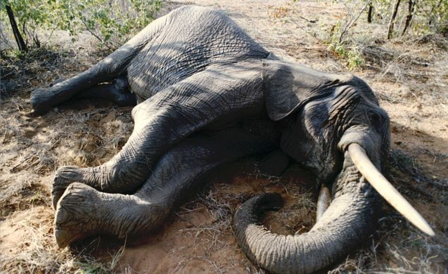 Zimbabwe Poachers Wield Cyanide as New Weapon Against Elephants