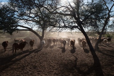 A typical cattle farm near Gobabis.