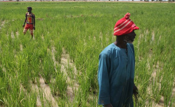 Mali Villagers Enlist Irrigation to Ward Off Extremism