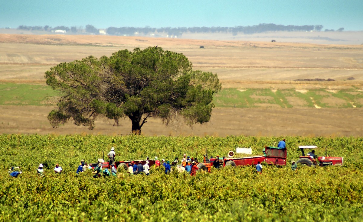South Africa Seasonal Farm Workers Struggle for Months to Get Their