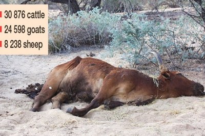The carcass of an ox lies on the ground at the Okombahe settlement in the Erongo Region in 2016. Communal farmers in Okombahe, Omatjete, Okaumbaha and other areas in the region are losing animals on a large scale due to the drought.