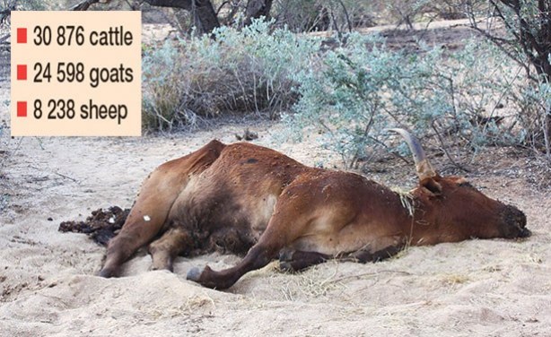 Mass Animal Deaths As Namibia Faces Unprecedented Drought 