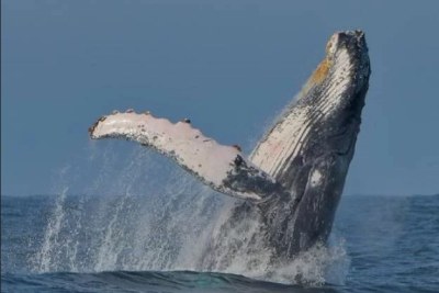 Maman baleine à bosse 