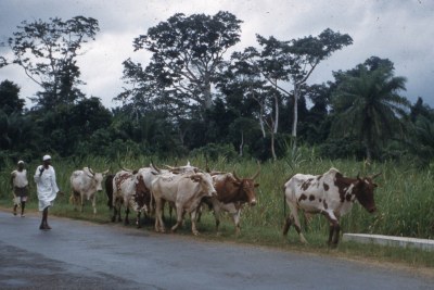 Fulani cattle being driven into Lagos from the North (tsetse free area) for slaughter. West Nigeria